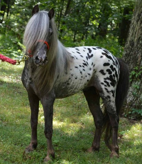 Miniature Appaloosa Horses